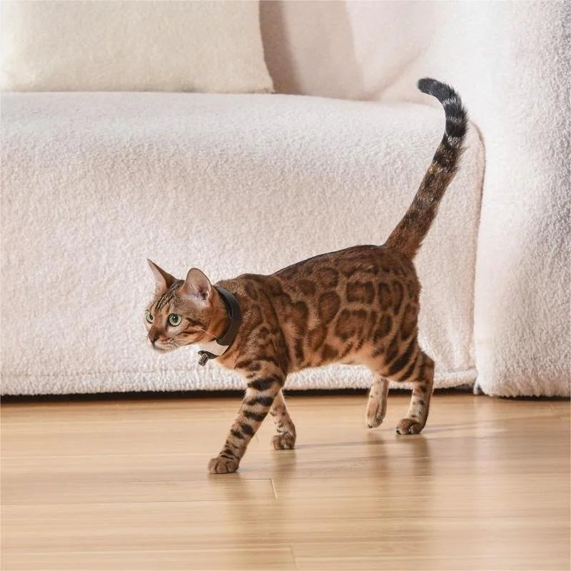 Laser Collar Toy for Cats